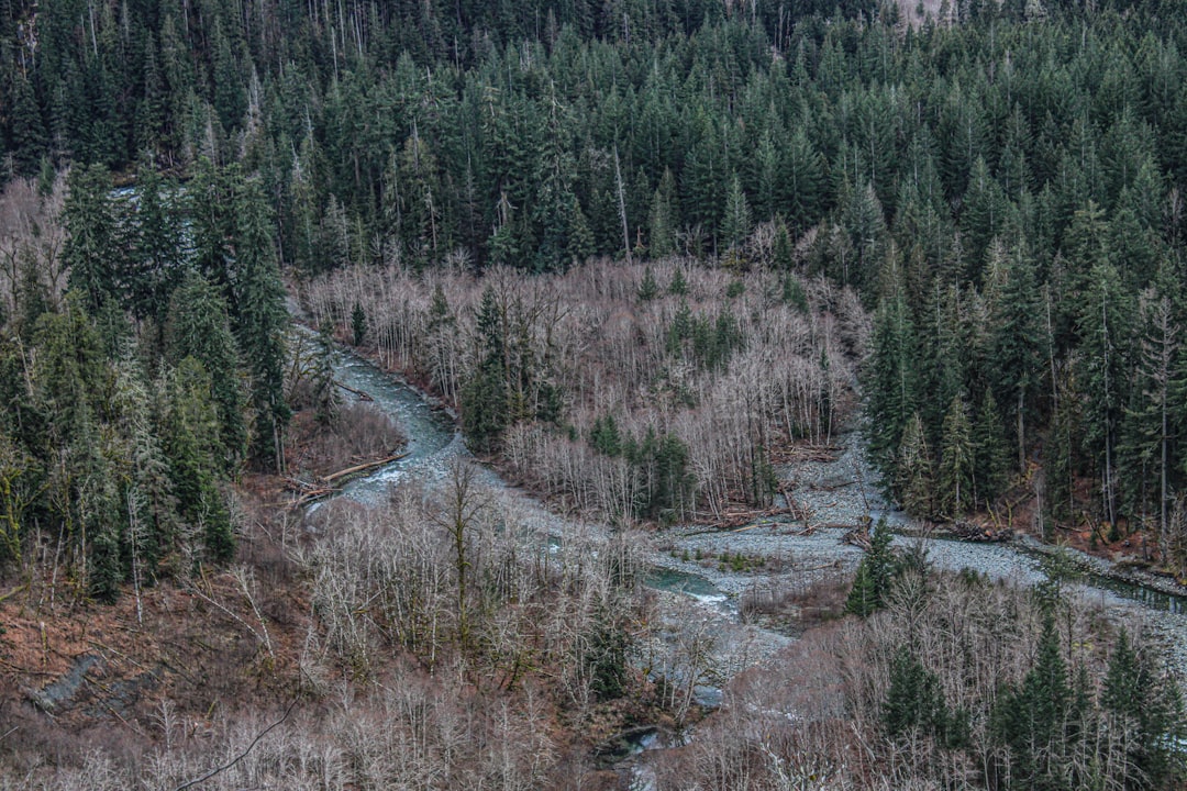 Un fiume che scorre in un bosco fitto di alberi