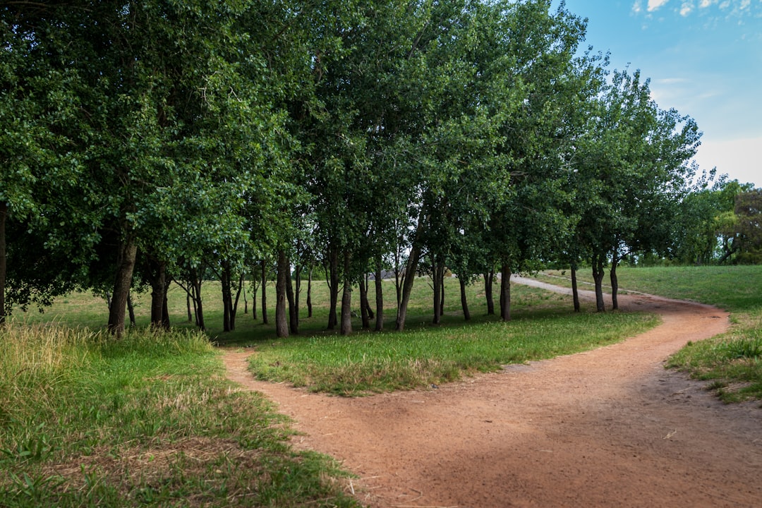Una strada sterrata circondata da alberi