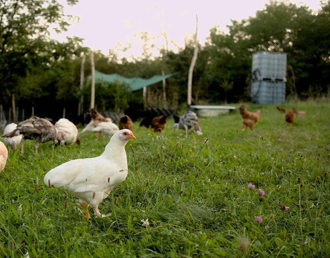 Several chickens grazing in a grassy field
