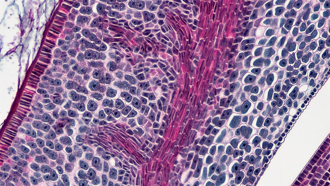 Microscopic view of plant tissue with cells