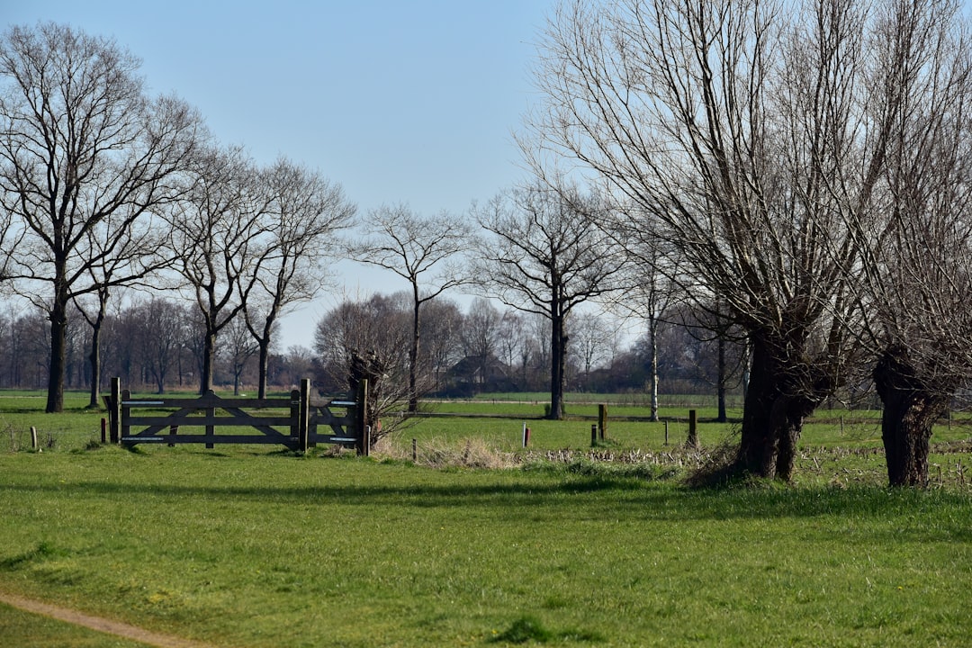 Bare trees in a green field with a wooden gate
