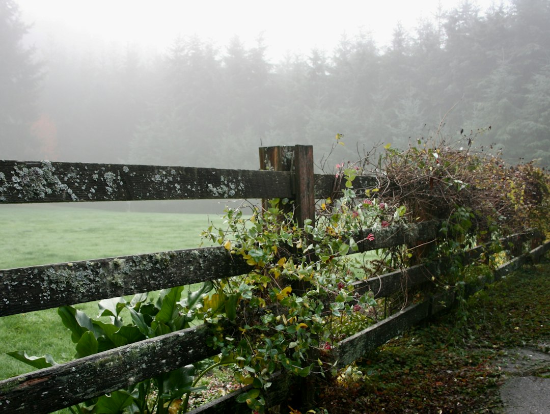 A weathered wooden fence covered in vines beside a misty green field