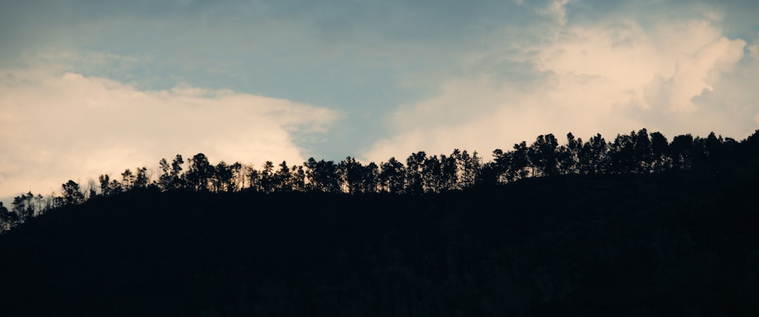 Silhouette of trees on a hill against a cloudy sky