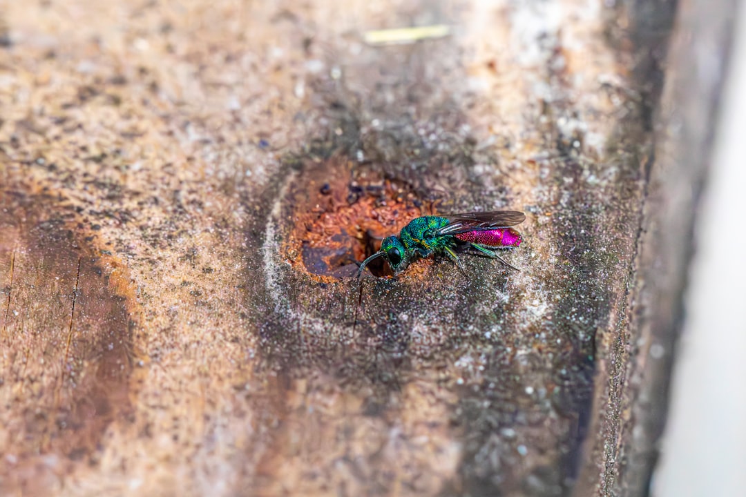 A vibrant green and pink wasp near a nest entrance
